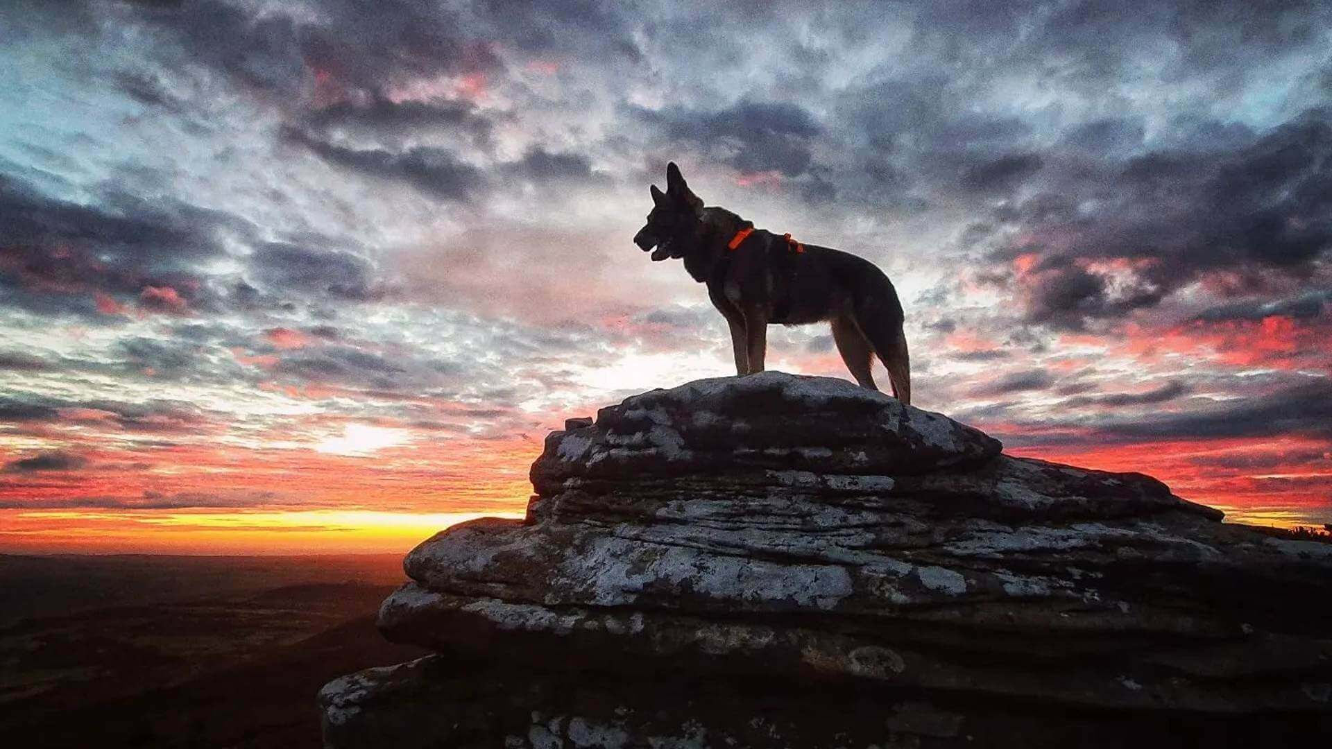 Khoji Dog Centre K9 unit in active security operation across Pakistan