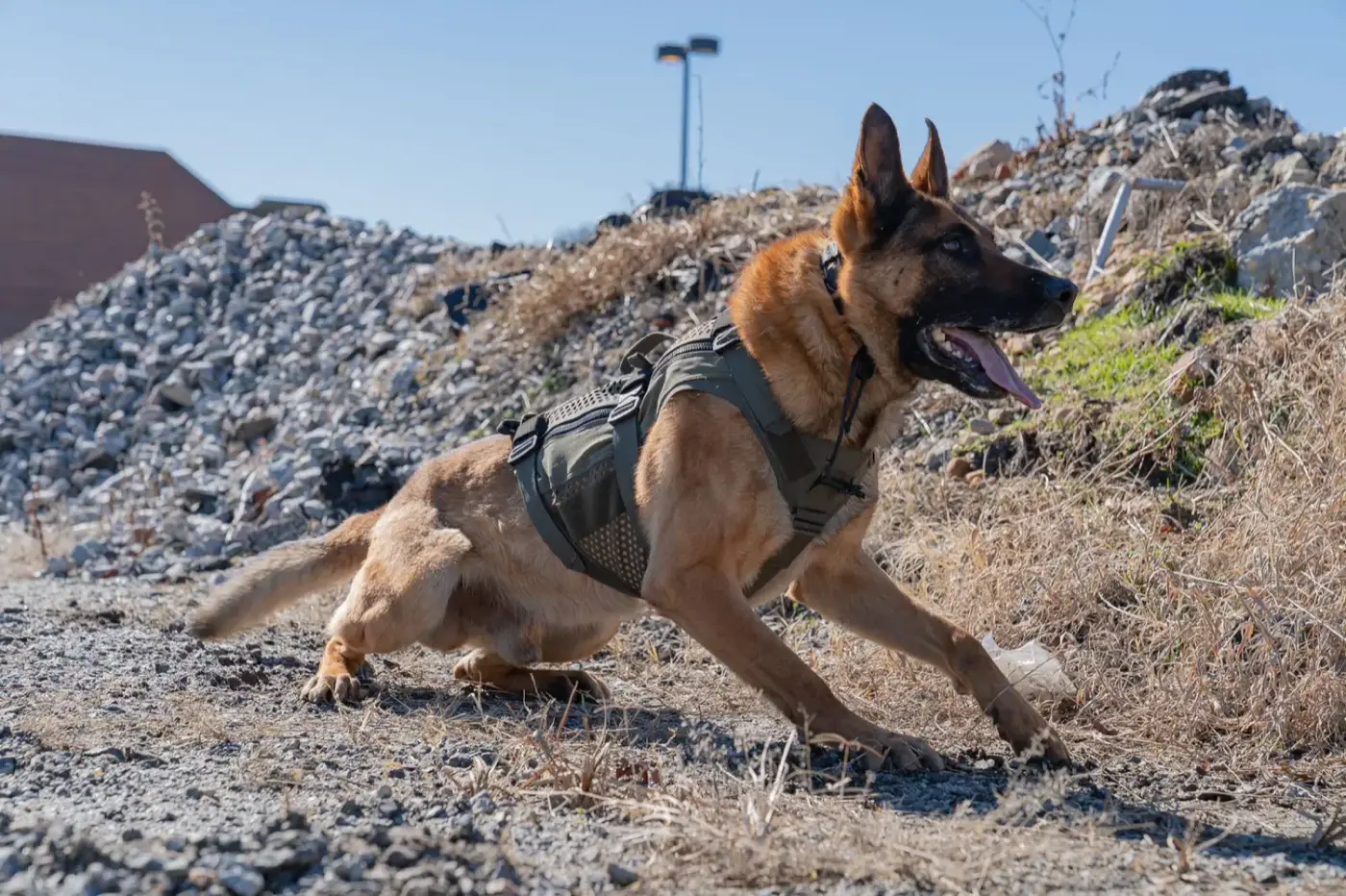 Khoji Dog Centre Pakistan mission in action - K9 units deployed for security