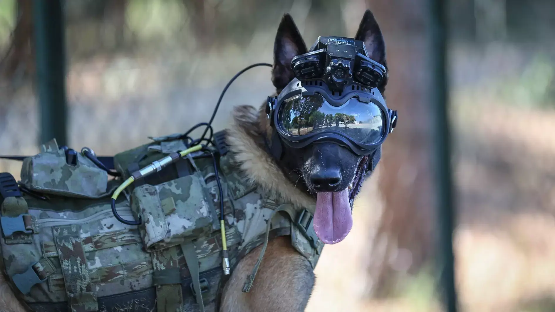 Khoji Dog Centre Pakistan - Who We Are, elite K9 training facility