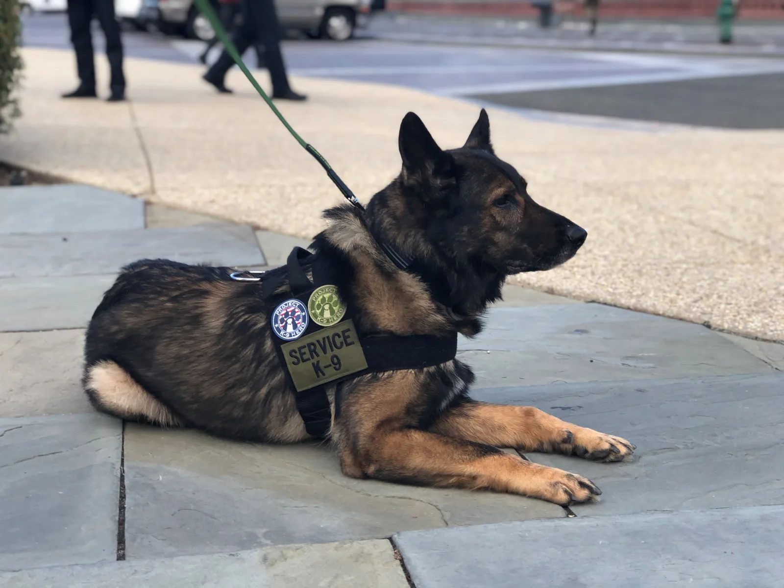 Certified service K9 in harness standing by on duty