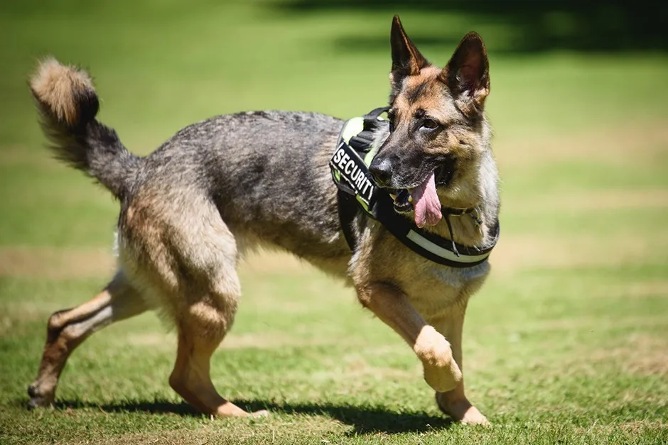 Security-trained German Shepherd on patrol in a protective harness