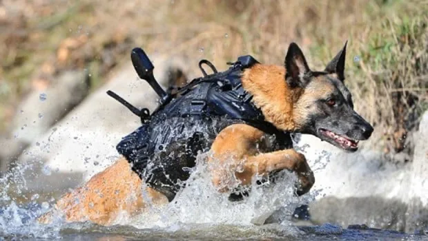 K9 unit charging through water in full tactical gear